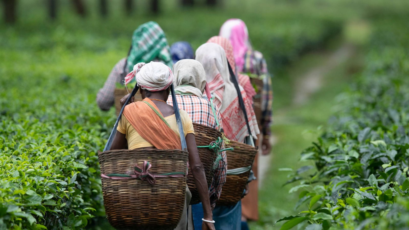 Tea pluckers walking the rows at the Hatipoti estate