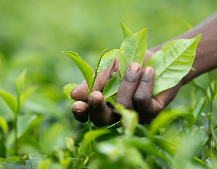 Two leaves and a bud being plucked at the estate